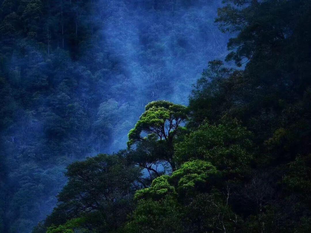 蝙蝠侠：阿甘骑士